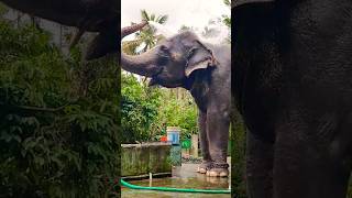 😍🦣💦 Elephant trunk shower destinationbharat shorts aanakeralam [upl. by Grimaud]