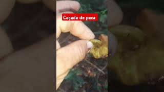 caçada de paca criadordeconteudo pescaria pescador caçador [upl. by Navak]