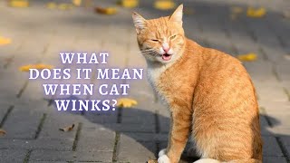 Cat Winking Why They Do It and What It Means  Why Does My Cat Wink at Me [upl. by Wickman]