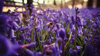 Bluebells  5th May 2024 [upl. by Daub]