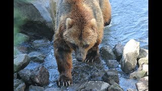 Kamtschatkabären  Kamchatka brown bears Kamtsjatkaberen  ZOOM Gelsenkirchen [upl. by Nnaeirelav714]