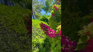 So happy to spot a Xylocopa violacea on Bougainvillea  🐝🇪🇸 [upl. by Nolur]