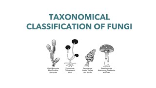 Medical Mycology Taxonomical Classification of Fungi [upl. by Alexio]