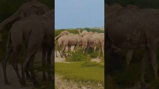 Herd of camels grazing inside the forest in Tharparkar desertcamel camelinthedesert naturelovers [upl. by Suh64]