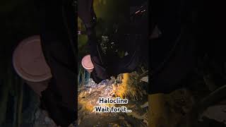 Cenote Naharon Halocline [upl. by Caleb]