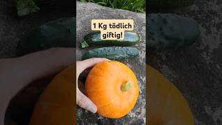 wie man giftige Kürbisse Gurken Zucchini erkennt amp verhindert [upl. by Walston]