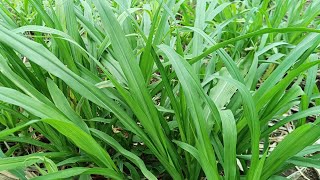 how to plant super napier grass [upl. by Domella]