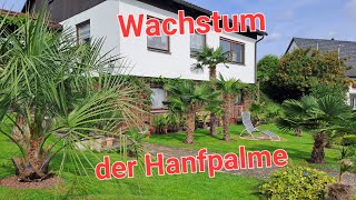 Wachstum der 🌴 Hanfpalme in Deutschland Trachycarpus fortunei Butia capitata Brahea armata Palm [upl. by Evol538]