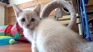 Our New VOKRA Foster Kittens  Part 1 [upl. by Uyr785]