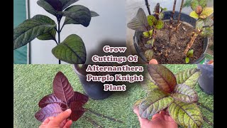 How to grow Alternanthera Purple Knight Plant from cuttings [upl. by Nibram]