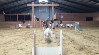 Flyball aanleren  Hondenschool Kersten [upl. by Eimirej236]