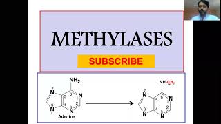 DNA Methylases DNA Methylation Restriction amp Modification system [upl. by Zachery]