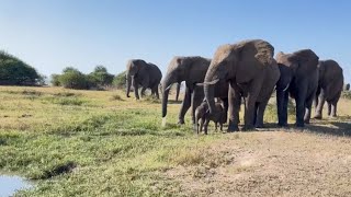 A Walk in the Wild with Baby Elephant Phabeni amp the Herd 🍃 [upl. by Oman]