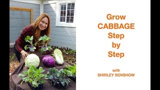 GROW CABBAGE STEP BY STEP ITS EASY [upl. by Nirre456]