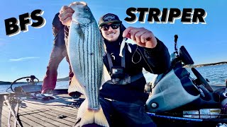 Ultra Light STRIPER amp New Bait Finesse Swimbait Fort Worth BFS Angling [upl. by Aidul]