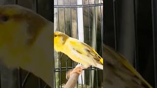 طائرالكناري 카나리아 oiseau canari pájaro canario kanarya kuşu canari [upl. by Aleel341]