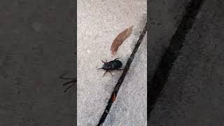 Florida Wildlife  Palmetto Weevil Landed on Me  Largest Weevil in North America  Brevard County [upl. by Tallbot380]