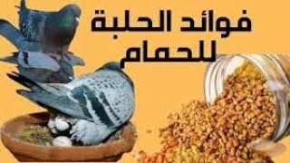 فوائد الحلبة الحصى واهميتها للحمام وطريقة استخدامها [upl. by Neruat909]