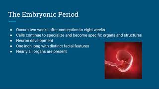 Stages of Prenatal Development [upl. by Rene79]