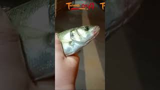 ÇAPARİYLE LEVREK AVI balıkavı fishing oltabalıkçılığı balık tekirdağ fish deniz canlıyem [upl. by Hopfinger347]