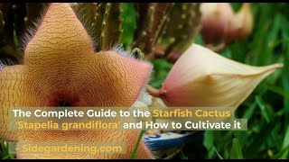 The Complete Guide to the Starfish Cactus Flower Stapelia grandiflora and How to Cultivate it [upl. by Arica]