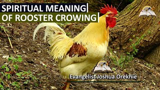 Spiritual Meaning of Rooster Crowing  Symbolism and Superstition [upl. by Chapland]