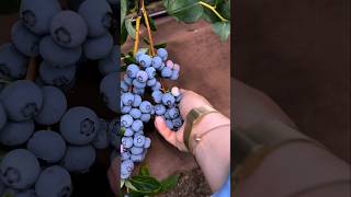 Blueberry harvesting🫐🫐garden viralvideo gardeningharvest gardenplantsfruitharvest shortshorts [upl. by Renick392]