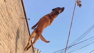 Belgian Malinois wall jumping [upl. by Gurl]