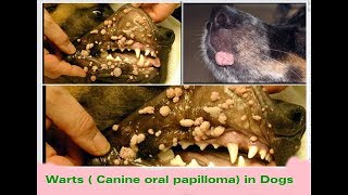 Warts  Papilloma  in dogs Puppy Series 10 [upl. by Elpmid]