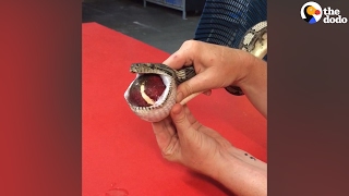 Snake Gets Tennis Ball Massaged Out of Throat  The Dodo [upl. by Darrej]