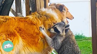 Three Raccoons Get Puppies And Become Obsessed With Them  Cuddle Buddies [upl. by Akema]