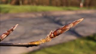 Common Beech Fagus sylvatica  buds close up  February 2018 [upl. by Monson612]