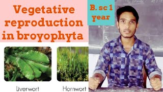 Vegetative reproduction in broyophyta [upl. by Brogle]