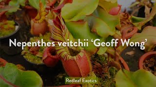 Nepenthes veitchii Geoff Wong One of the GREATEST veitchii [upl. by Noram537]