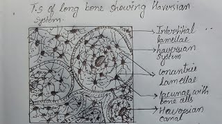 Haversian system diagram  Ts of long bone bonecell tissue biology science medical [upl. by Grand]