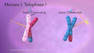 Class 12 Biology Ch 5  Haploid Diploid Mechanism  Principles of Inheritance and Variation 202223 [upl. by Donoghue828]