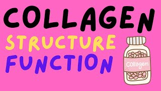 Collagen  Structure and Function [upl. by Assilav]