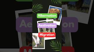 Hibernation Aestivation and Migration animals education biology students science facts shorts [upl. by Shantha847]