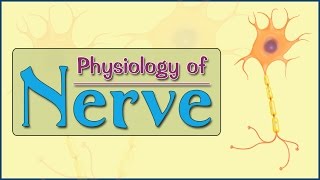 Easy Physiology  Nerve  1Resting Membrane Potential [upl. by Derk]