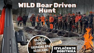 Wild Boar DRIVEN HuntIzvlacenje dobitnika Nagradna IgraPogonski Lov na Divlje Svinje Bodjani E224 [upl. by Xel]