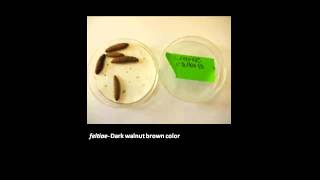 MSU OPM How to Rear Nematodes for Biocontrol [upl. by Eustashe]