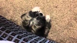 2 month Lhasa apso barking [upl. by Ainala12]