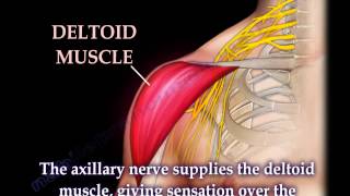 nerve injury of the upper and lower extremity complete easy review of nerve injuries [upl. by Erasmo]