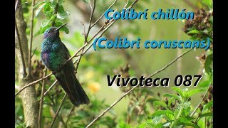 Vivoteca 87 Colibrí chillón Colibri coruscans [upl. by Asylem654]