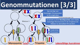 Genommutationen 33  Polyplodie Aneuploidie autosomale  gonosomale Genommutationen Genetik [upl. by Mccomb]