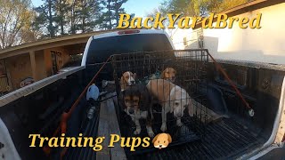 Spring Training 5month old Rabbit Dogs🐶 [upl. by Haidebej]