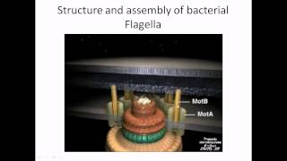 Flagella structure and assembly [upl. by Sabino]