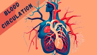 Circulation of Oxygenated amp Deoxygenated Blood I Sytole and Diastole I Form 2 Transport In Animals [upl. by Zachery]