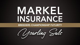 2023 NSBA World Show Markel Insurance Breeders Championship Futurity Yearling Sale Friday August 18 [upl. by Anidene]