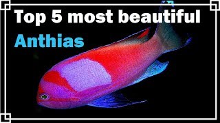 Top 5 most beautiful Anthias [upl. by Eelahs]